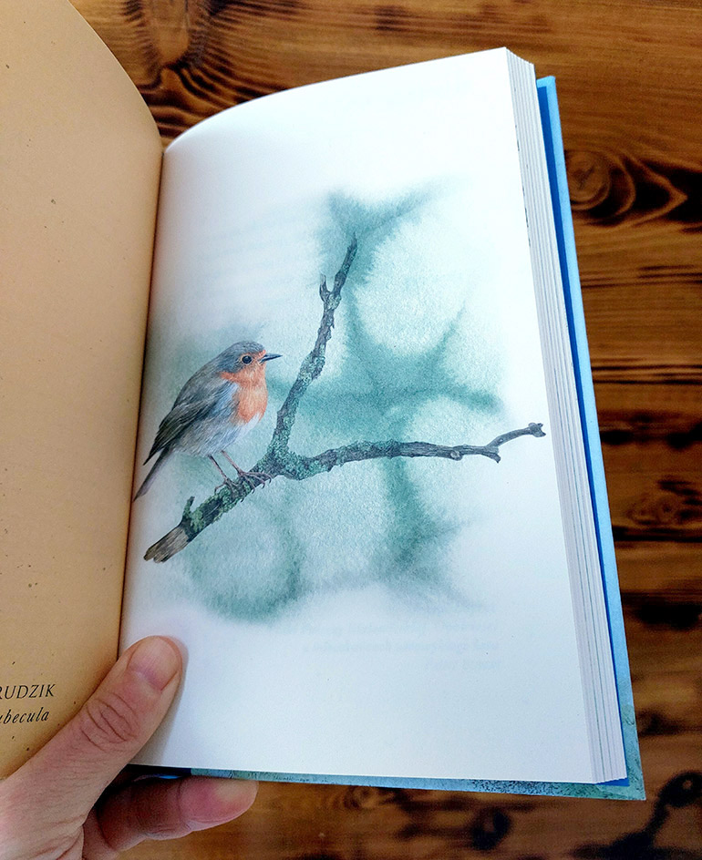 Robin – bird illustration by Aga Grandowicz.