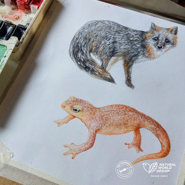 6-Wildlife board for Curiodyssey–drawing of a grey fox and Californian orange newt-detailed artwork by Aga Grandowicz / Natural World Design