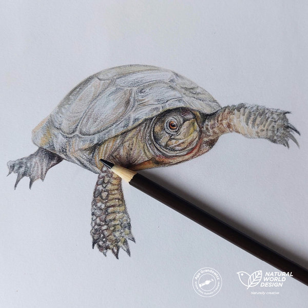 7-Wildlife board for Curiodyssey–drawing of a Western Pond Turtle/Pacific Pond Turtle-detailed artwork by Aga Grandowicz / Natural World Design