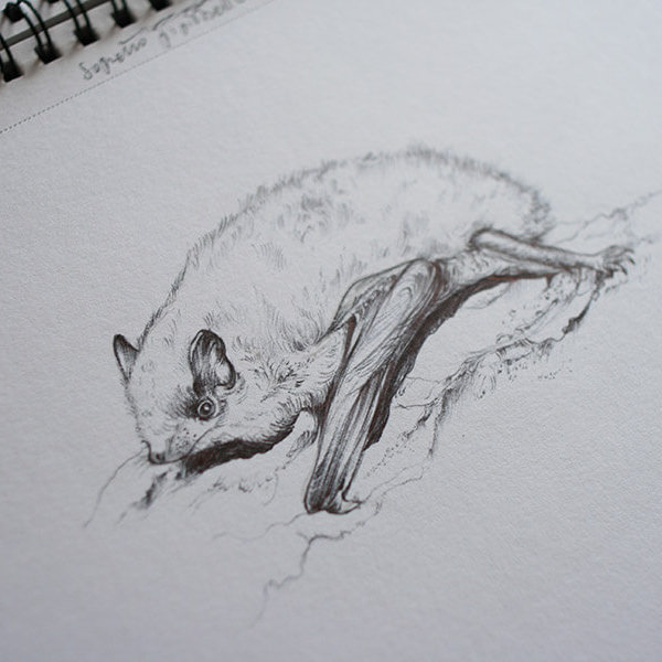 Soprano Pipistrelle bat – drawing by Aga Grandowicz