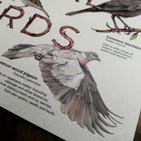 Info board featuring a selection of European birds – artwork by Aga Grandowicz