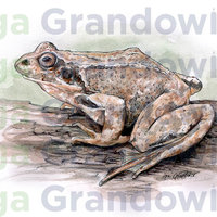 Common frog – original artwork by Aga Grandowicz – close-up.