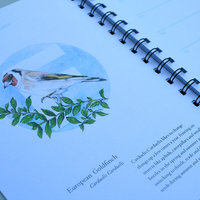 European-Birds-Diary-by-Aga-Grandowicz_February_Goldfinch