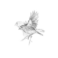 Finch and robin – fine art prints by Aga Grandowicz