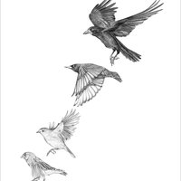 Garden birds #1 – A4 prints by Aga Grandowicz