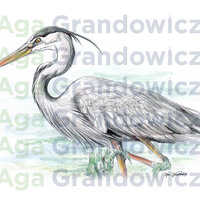Great blue heron #2 – original artwork by Aga Grandowicz – close-up.