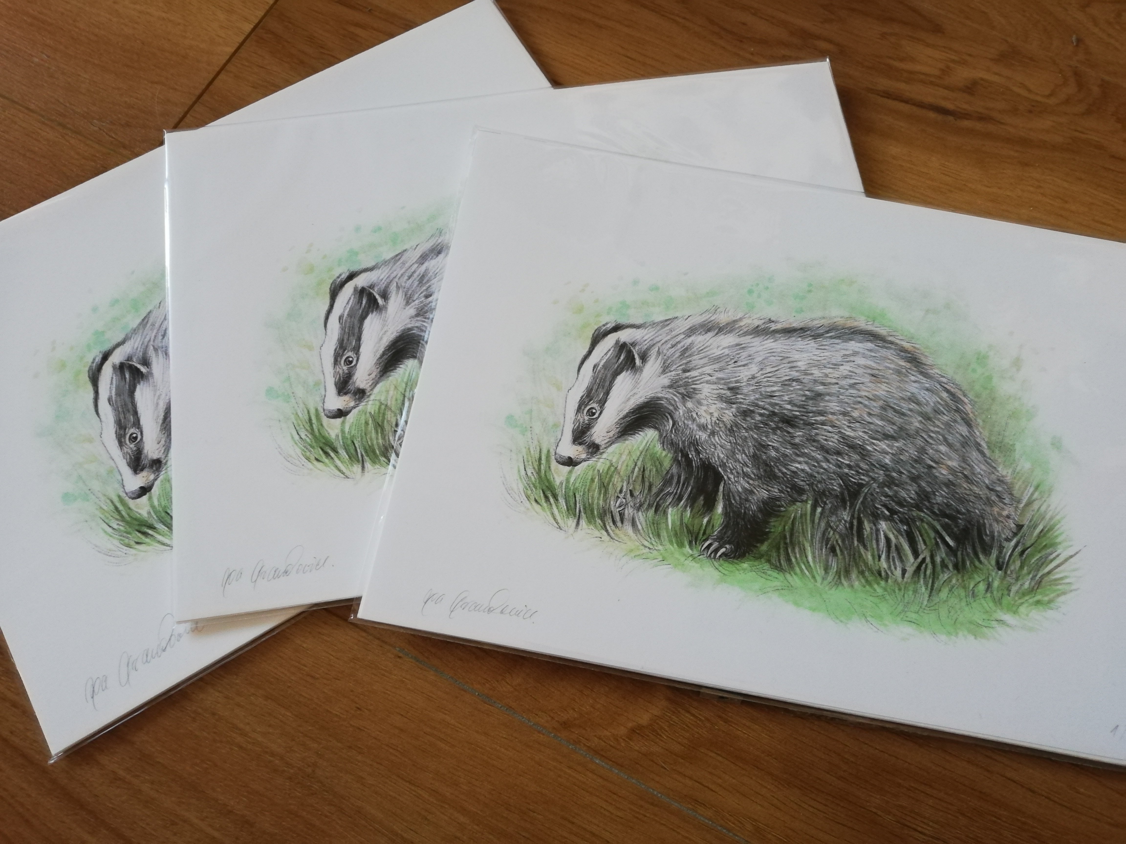 European Badger, A4 fine art prints by Aga Grandowicz
