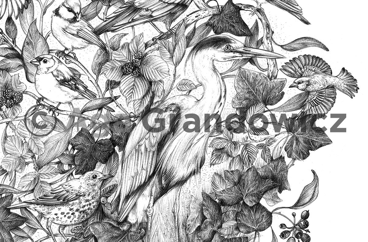 Wildlife illustration featuring various European birds – by Aga Grandowicz