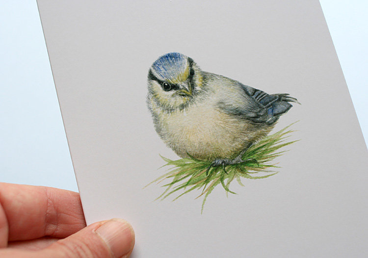 A6 CARD – blue tit chick in the grass_close-up.