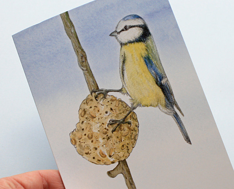 A6 CARD – feeding blue tit – illustration from 'Blue tit chick'_closeup