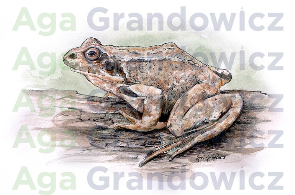 Common frog – original artwork by Aga Grandowicz – close-up.