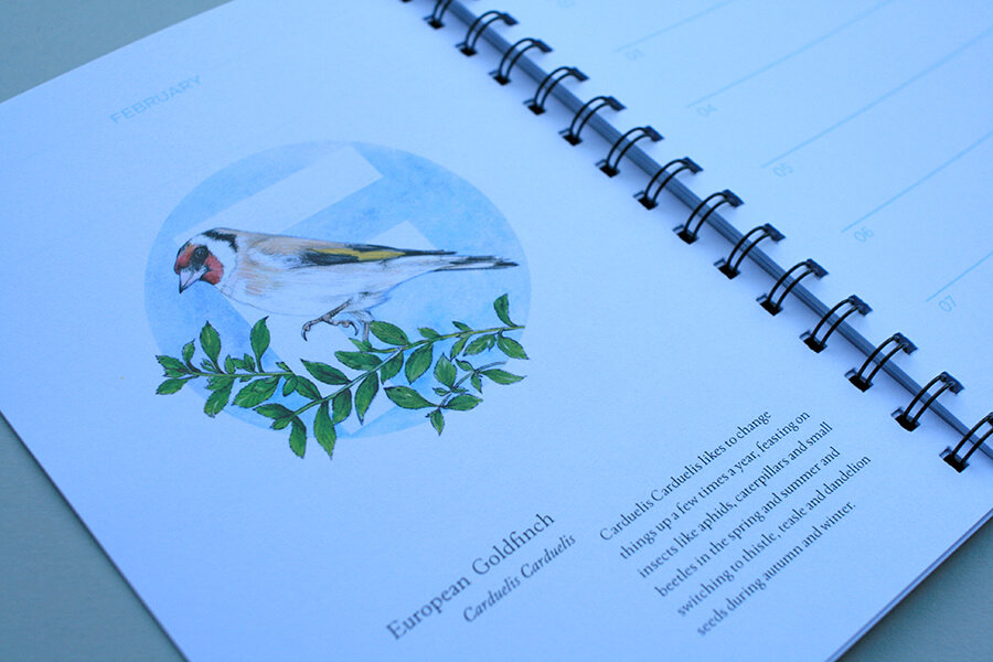 European-Birds-Diary-by-Aga-Grandowicz_February_Goldfinch