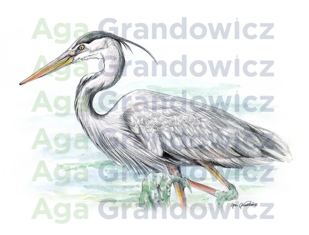 Great blue heron #2 – original artwork by Aga Grandowicz – close-up.