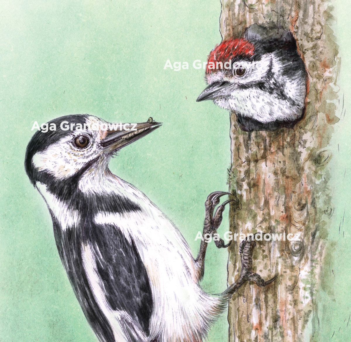 Great spotted woodpecker – A4 art prints by Aga Grandowicz – close-up.
