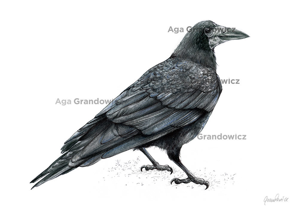 Rook-wildlife-illustration-by-Aga-Grandowicz-A4-preview