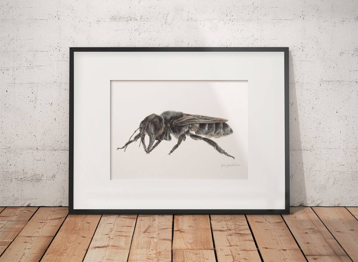 Wallace's Giant Bee – an original drawing by Aga Grandowicz