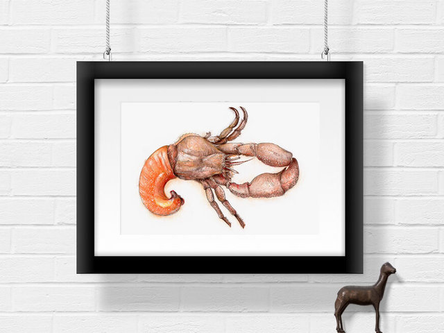 Hermit crab – original artwork by Aga Grandowicz